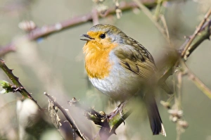 UK Nature Images Drucke: Robin singing on a branch