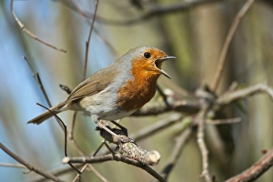 Bilder Datiert 20. März 2013: Robinson singt im Baum