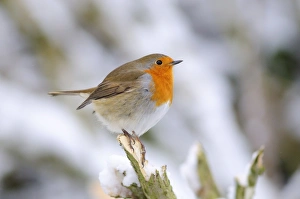 January Bird Photography Drucke: Robin in the snow