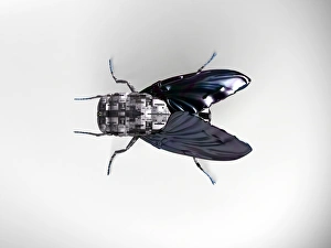 Drucke von Roboter fliegen, Computerkunstwerk Bilder Datiert 2006 September: Roboter fliegen