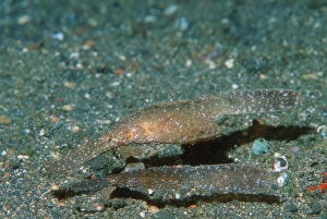 Thailand Wildlife Photos Drucke: Robust ghost pipefish