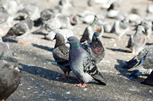 London Wildlife Drucke: Rock pigeons