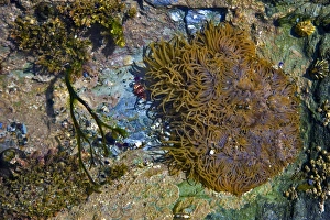 Devon Coastline Scenery Drucke: Rock Pool