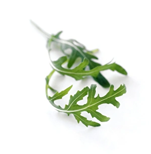 Arugula Salad Ideas Drucke: Rocket leaves