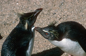 Preening Birds Drucke: Rockhopper penguins