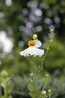 Rare Flowering Plants Drucke: Romneya sp
