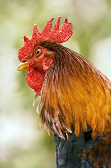 Drucke von Hahn (Gallus gallus domesticus) Bilder Datiert 2010 Juni: Rooster