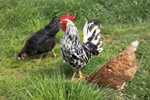 Hahn mit Hühnern