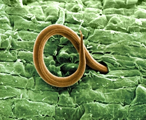SEM Images Drucke: Root-knot nematode larva, SEM