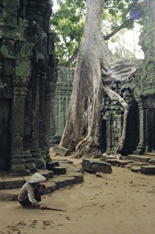 Drucke von Wurzeln eines Kapokbaums (Ceiba pentandra), die über den Ruinen einer Tempelruine wachsen. Die Stützwurzel gibt dem Baum Unterstützung. Der Kapokbaum oder Seidenholzbam ist ein großer Laubhölzerbaum Bilder Datiert 2004 Februar: Wurzeln einer Kapokbaum