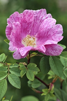 European Wild Roses Drucke: Rosa Cantab