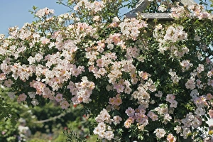 Summer Blooming Flowers Drucke: Rosa Open Arms syn. Chewpixcel