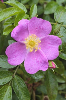 Botanical Images Drucke: Rosa Playtime