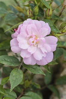 Vintage Flower Photography Drucke: Rosa Rouletti