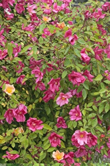 Fragrant Roses Drucke: Rosa x odorata Mutabilis