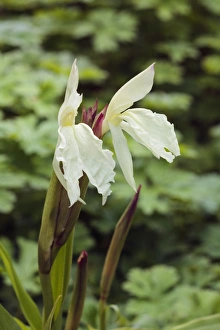 Selective Focus Flower Photography Drucke: Roscoea auriculata