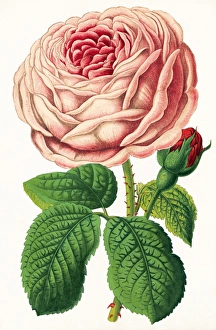 Rose Petals Drucke: Rose