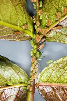 Aphid Infestation Drucke: Rose aphids