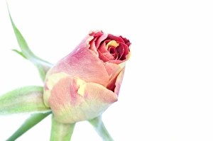 Rosa Species Drucke: Rose bud (Rosa sp. )