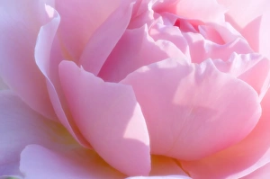Rosa Species Drucke: Rose flower