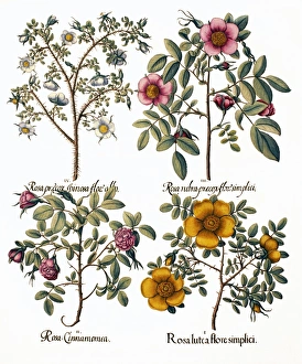 Rosenblüten