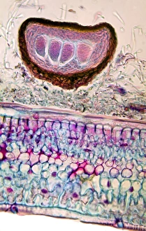 Drucke von Rosenmilchschimmel. Lichtmikroskopische Abbildung einer Schnittstelle durch Gewebe von einem Rosenpflanze, die mit Rosenmilchschimmel (Erysiphe pannosa) infiziert ist Bilder Datiert 2012 Februar: Rosenmilchpilzfaden, Lichtmikroskopbild