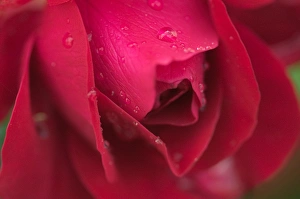 Rosa Species Drucke: Rose petals