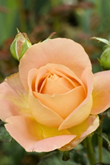 Summer Blooms Photography Drucke: Rose (Rosa Alpine Sunset )