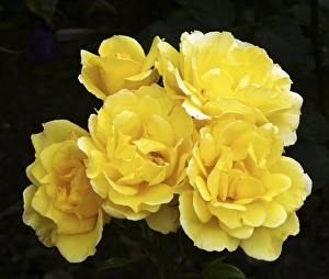 Rare Flowering Plants Drucke: Rose (Rosa Especially For You )