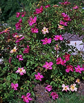 Summer Garden Photos Drucke: Rose (Rosa Mutabilis )