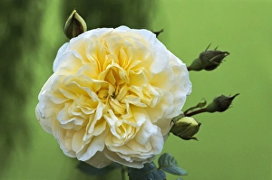 English Garden Flowers Drucke: Rose (Rosa Perpetually Yours )