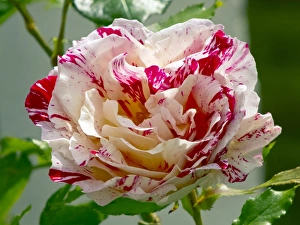 Beautiful Summer Blooms Drucke: Rose (Rosa Scentimental )