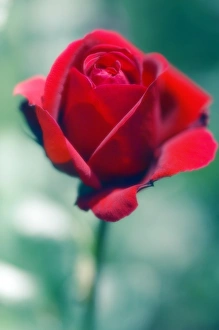 Floral Photography Drucke: Rose (Rosa sp. )