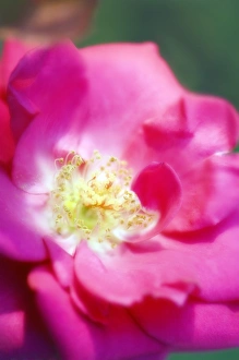 Rosa (Rosa sp.)