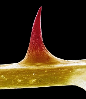 Drucke von Rosenspitz. Farbige Rasterradiographie einer Rosenspitze eines unidentifizierten Rosenbaums (Rosa sp.). Größenvermehrung: x9 bei einem Maßstab von 6x7 cm Bilder Datiert 2002 Oktober: Rosenranke, SEM