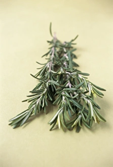 Rosemary Plant Drucke: Rosemary