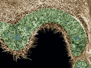 Coloured Scanning Electron Micrograph SEM Drucke: Rosemary leaf structure, SEM