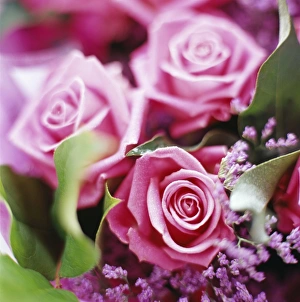 Rose Flowers Drucke: Roses