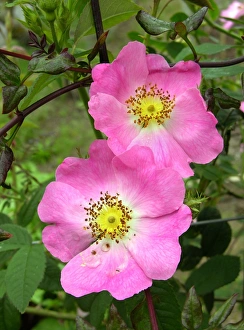 Rosinen ( Rosa Sp.)