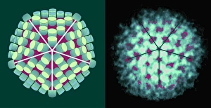Transmission Electron Micrograph Drucke: Rotavirus particle, artwork and TEM