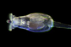 Bilder Datiert 8. März 2013: Rotifer, Lichtmikroskopbild