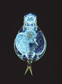 Rotatorienwurm, Lichtmikroskopie
