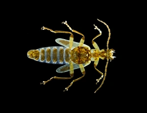 Light Micrograph Drucke: Rove beetle, light micrograph C014 / 4873