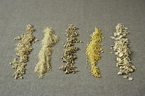 Whole Grain Foods Drucke: Row of grains
