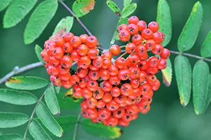 Rote Beeren aus dem Rowanbaum