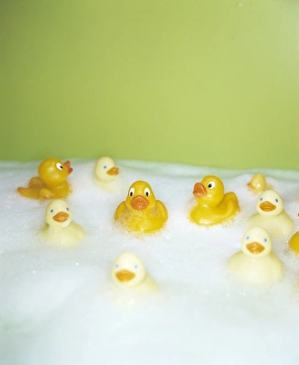Drucke von Weichmacherenten im schaumigen Bad Bilder Datiert 2003 Februar: Gummibäusche
