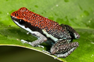 Yasuni National Park Animals Drucke: Ruby poison frog C016 / 7771