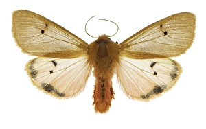 Spanish Insects Drucke: Ruby tiger moth C016 / 2233