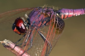 Dragonfly Photography Europe Drucke: Ruddy darter dragonfly
