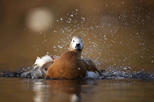 Autumn Wildlife UK Drucke: Ruddy shellduck bathing